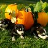 Alaskan Malamute Puppies