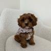 Cavapoo puppies for sale near me