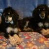 RUNT'S female small poodles medium/standard $500