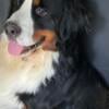 Bernese Mountain Dog puppies born in the heart of Wisconsin