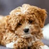 Cavapoo Christmas Puppies