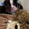 AKC English Bulldog Puppies