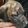 Oliver is a brenda Great Dane puppy 🐶