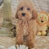 Reg apricot miniature  male poodle for sale