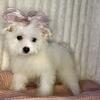 Maltipoo Puppy 