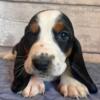 Harvest : Male Tri-color basset hound puppy