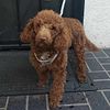Toy Poodle STUD available