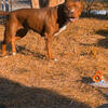 ADULT FEMALE XL AMERICAN BULLY