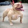 Abkc Micro Bully Female for Sale