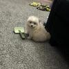 Pom Pups Ready For New Home