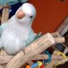 Tame light blue opaline baby quaker male