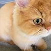 Stunning Red Persian Male( Stud only) with beautiful green eyes CFA Registered not for sale