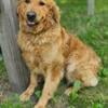 Golden Retriever/Golden Sheperd mix