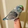 Parrotlet Baby