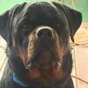 AKC Registered Rottweilers