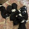 Collies