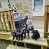 AKC miniature schnauzer puppies