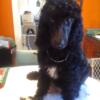 AKC Standard Poodles