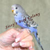 Tame violet English Budgie