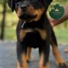 AKC & GCR Rottweiler Puppies (Females) 1 POSSSIBLE MALE PENDING