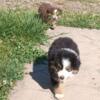 Male Miniature American Shepherd