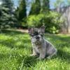 Fluffy French bulldogs big ropes