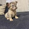 🚨 Fluffy female  Merle frenchie 🚨