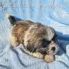 Shih Tzu Puppies