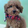 Poodle Puppies for sale New York - New Jersey