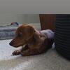 Smooth coat Red Mini Daschund