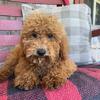 F1B MINI Labradoodles