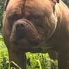 Huge 100 lb bulldogges At stud