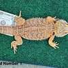 Sub-Adult Bearded Dragons