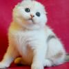 NEW Elite Scottish fold kitten from Europe with excellent pedigree, female. Emily
