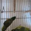 PARROTLETS I'm located in Manhattan.