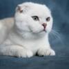 Blue Eyed Shaded Silver Scottish Fold/Straight