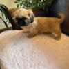 CKC SHIH TZU PUPPIES - PUREBRED - REGISTER - READY FOR THEIR NEW HOME