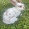 Mini lop / mini Rex mix