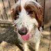 Irish doodle available 3 years old 