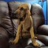 AKC Female Bloodhound REDUCED PRICE