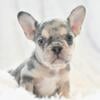 AKC French Bulldog Female