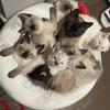 Beautiful Siamese kittens