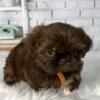 AKC Shih Tzu 4 sale Adorable 2 males & 1 female