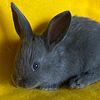 American Blue Rabbits