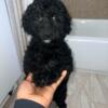 Sweet female Mini poodle and house trained