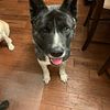 1 and a half  year old fully trained intact brindle akita