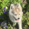 Pomsky puppy ICA CKC