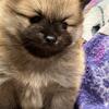 AKC Champion Bloodline Pomeranian ready!