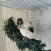 *sold* Zebra finches, 2 males, 2 females, Cfw (chestnut flanked white) spring born. $25 each or $20 each if 2