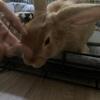 Re-homing a Flemish rabbit